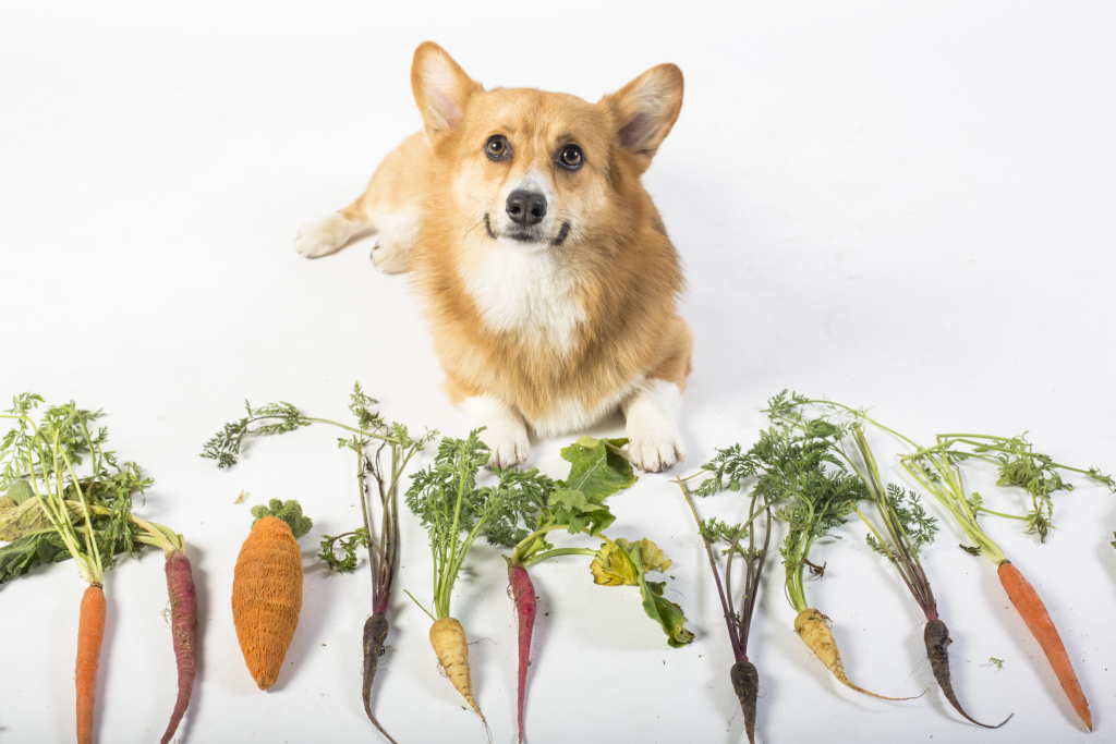 Canine Nutrition: Feeding Your Dog for Optimal Health and Longevity