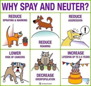 The Importance of Spaying and Neutering Your Pets: Why it Matters