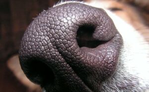 Why is My Dog&#8217;s Nose Dry? Common Causes and Tips to Keep Your Pup Healthy