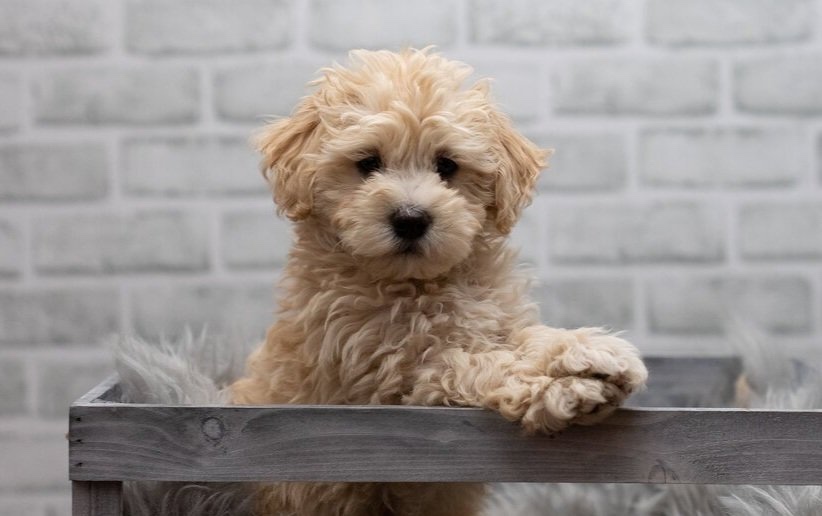 Finding Your Furry Friend: Where to Buy a Maltipoo Puppy?