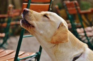 What Does It Mean When Your Dog Howls? Decoding the Canine Language