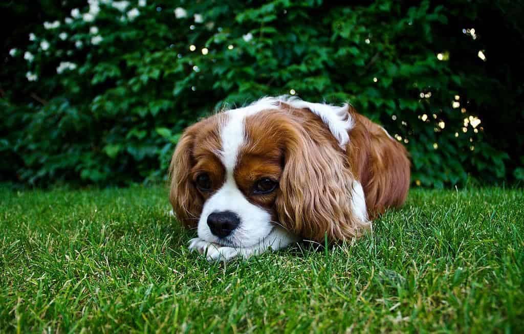 The Grass-Eating Dog: Why Do Dogs Eat Grass and Is it Safe?