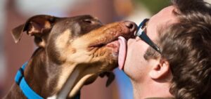 Why Does My Dog Lick Me? Exploring the Reasons Behind This Common Canine Behavior