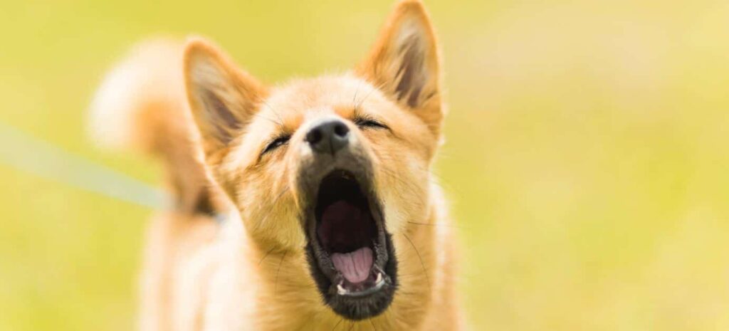 How to Stop Your Dog from Barking: Effective Methods for Managing Excessive Canine Vocalization
