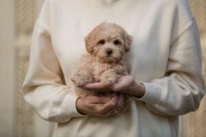 Maltipoo 101: Everything You Need to Know Before Adopting One