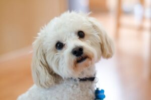 Keeping Your Maltipoo Healthy: Common Health Issues and How to Prevent Them
