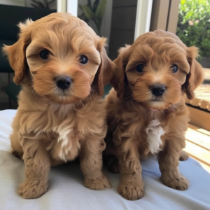 Weaver Family Farms Puppies: A Trusted Breeder with Years of Experience