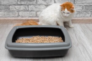 The Best Cat Litters for Odor Control: Top-Rated Options to Keep Your Home Fresh and Clean