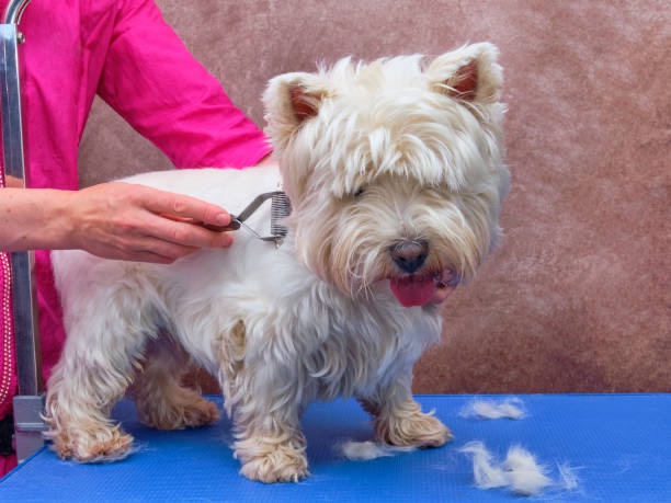 Grooming Tips for a Shiny and Well-Maintained Pet Coat: Unleash the Beauty of Your Furry Friend