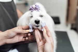 DIY Pet Accessories: Adding a Personalized Touch to Your Furry Friend&#8217;s Style