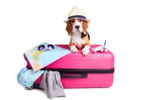 Traveling with Ease: Pet-Friendly Travel Essentials for a Stress-Free Journey