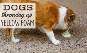 Understanding Yellow Vomit in Dogs and How to Provide Assistance