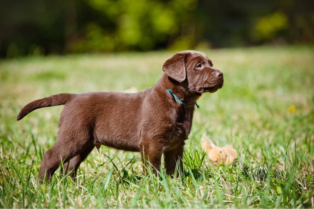 What Your 10 to 12-Week-Old Puppy Should Be Doing and Learning