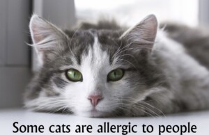 Feline Allergies: When Cats are Allergic to Humans