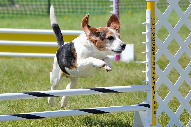 Canine Agility Training: Boosting Your Dog&#8217;s Physical and Mental Fitness