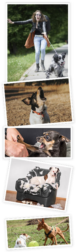 Discovering Canine Genius: A Revolutionary Approach to Dog Training