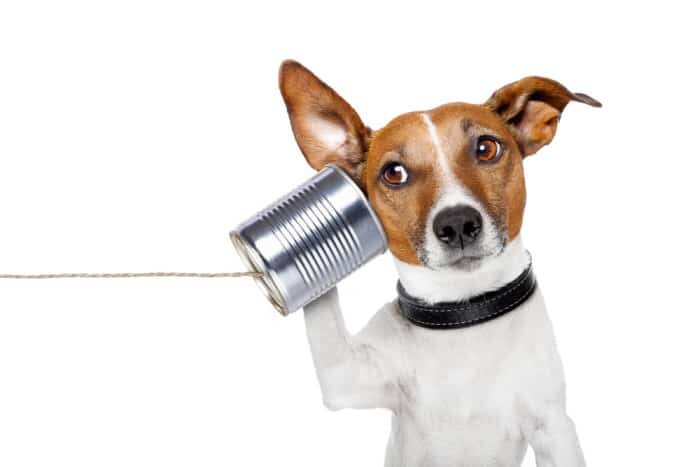 Canine Communication: Decoding Your Dog&#8217;s Body Language