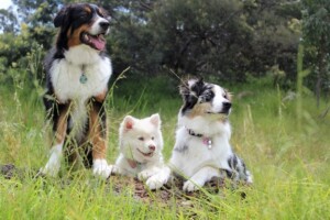 Canine Socialization: Building a Well-Adjusted and Confident Dog