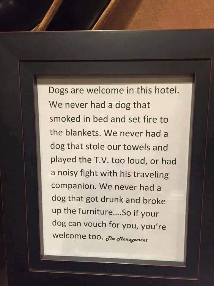 Embracing Furry Guests: Our Pawsitive Hotel Policy for Dogs