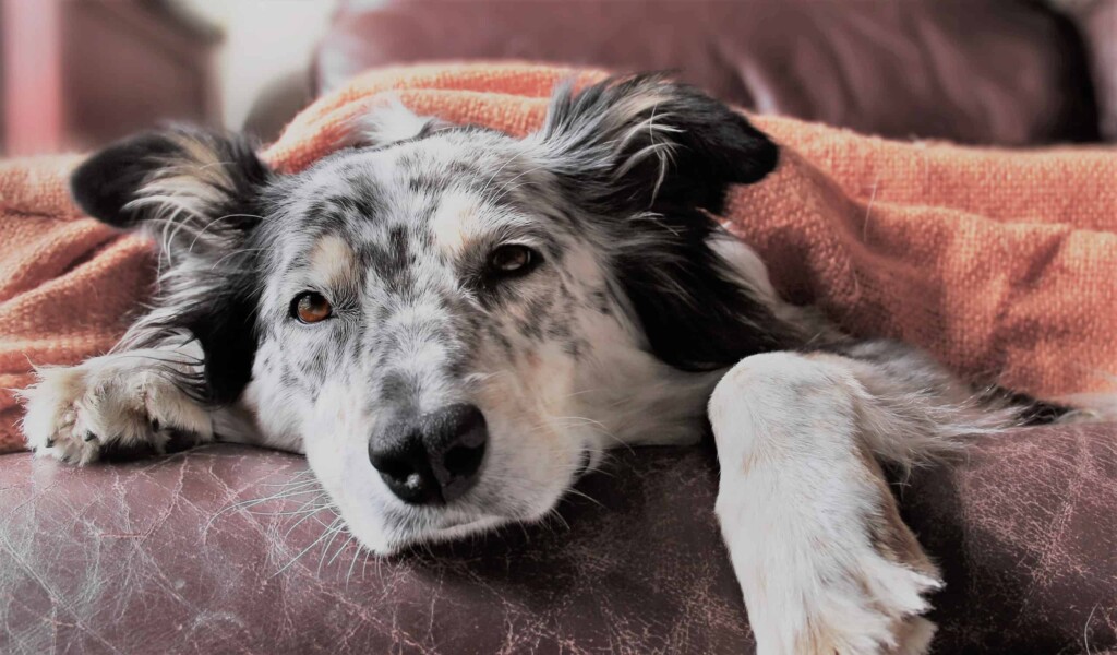 Saying Goodbye to Your Canine Companion: The Heart-Wrenching Decision