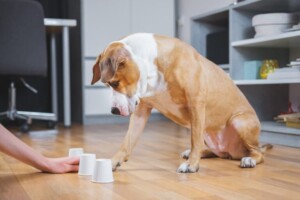 Brain Training for Dogs: Unlocking Your Pet&#8217;s Full Potential