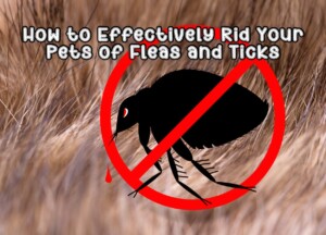 How to Effectively Rid Your Pets of Fleas and Ticks