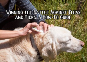 Winning the Battle Against Fleas and Ticks: A How-To Guide