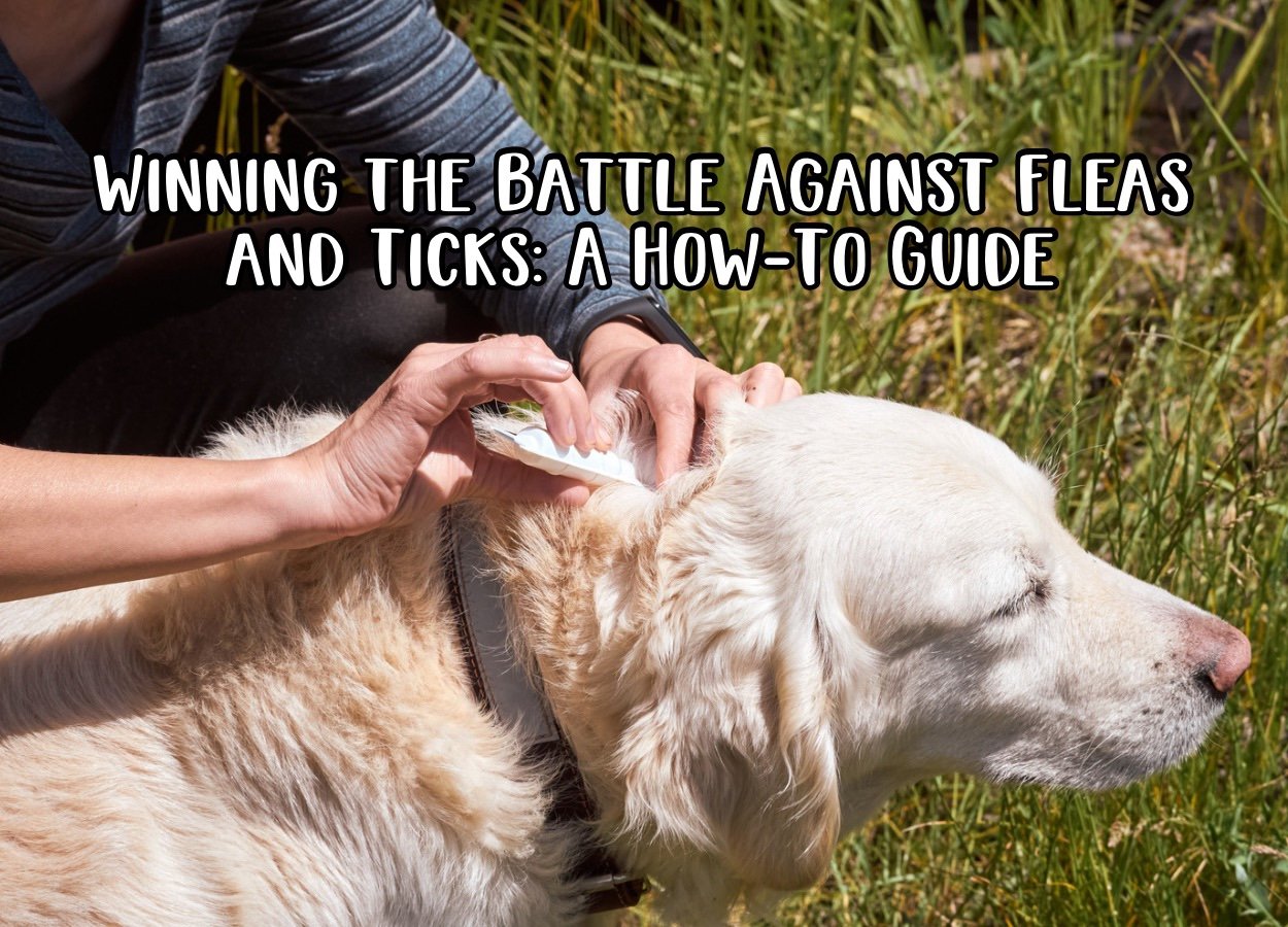 Winning The Battle Against Fleas And Ticks: A How-To Guide - 4 The 4 Paws