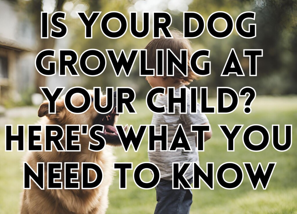 Is Your Dog Growling at Your Child? Here&#8217;s What You Need to Know