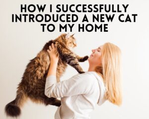 How I Successfully Introduced a New Cat to My Home