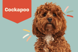 WHY COCKAPOO PUPPIES ARE THE BEST PUPPY TO GET
