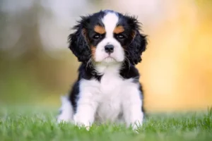 WELCOMING A NEW MEMBER TO THE FAMILY: CAVALIER KING CHARLES SPANIEL PUPPIES