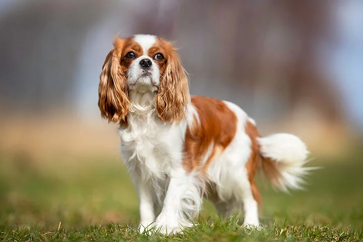 THE ENCHANTING BLENHEIM CAVALIER KING CHARLES SPANIEL