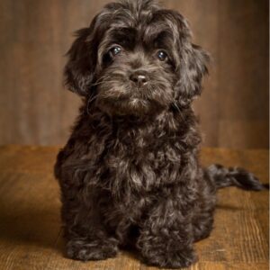 EXPLORING THE OPTION OF COCKAPOO ADOPTION: FINDING YOUR PERFECT COMPANION