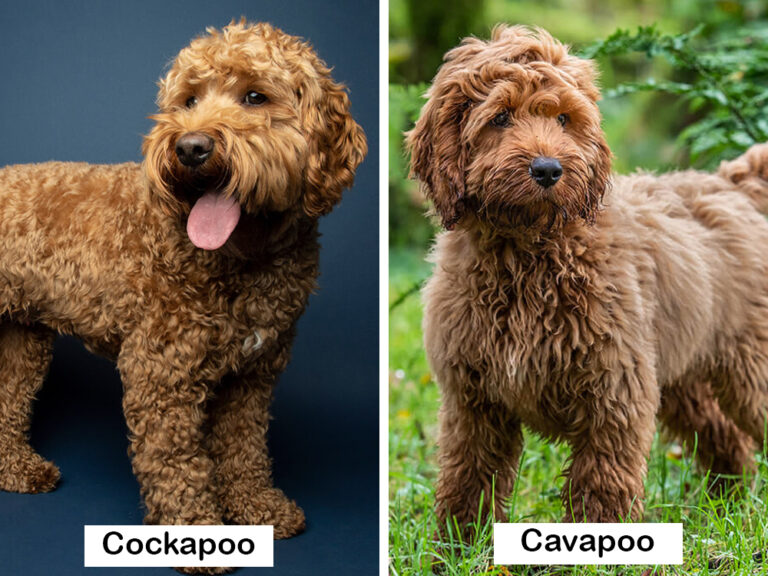 COCKAPOO VS. CAVAPOO: A COMPREHENSIVE COMPARISON