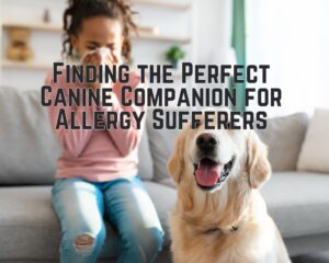 Finding the Perfect Canine Companion for Allergy Sufferers