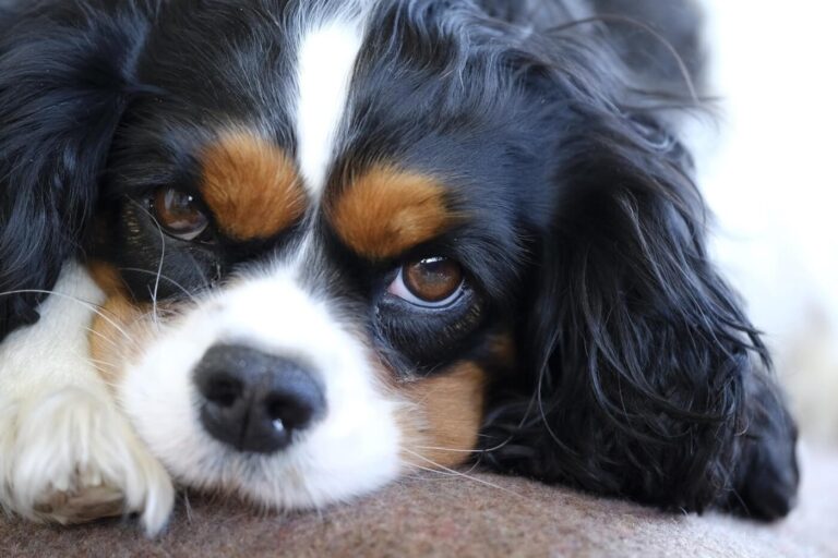 FINDING REPUTABLE CAVALIER KING CHARLES SPANIEL BREEDERS NEAR YOU