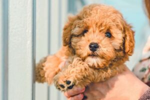 FINDING CAVAPOO PUPPIES NEAR ME: A GUIDE TO DISCOVERING YOUR PERFECT COMPANION