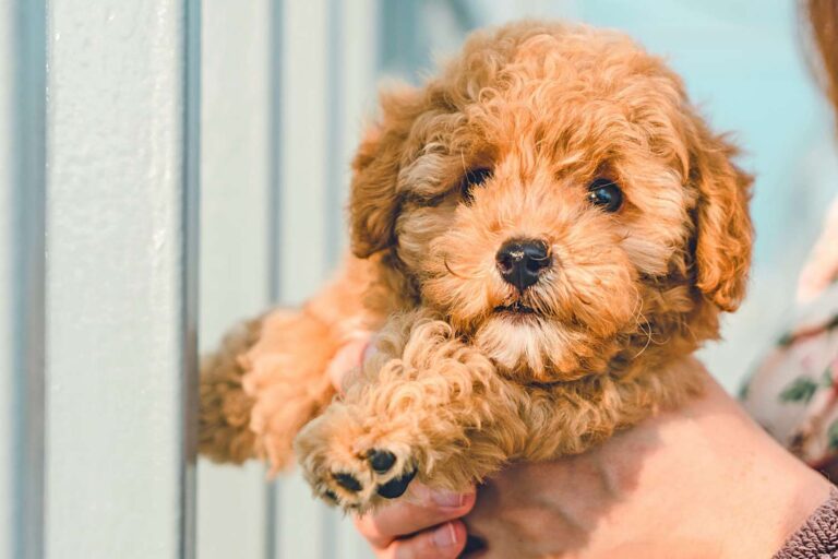 FINDING CAVAPOO PUPPIES NEAR ME: A GUIDE TO DISCOVERING YOUR PERFECT COMPANION
