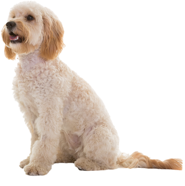 COCKAPOO LIFESPAN: HOW LONG CAN YOU EXPECT YOUR FURRY FRIEND TO BE YOUR COMPANION