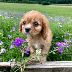 WHY A KING CHARLES CAVALIER PUPPY IS THE ULTIMATE COMPANION