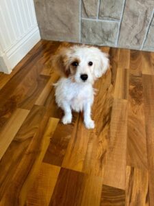 WHY A CAVAPOO PUPPY SHOULD BE YOUR NEXT FAMILY MEMBER