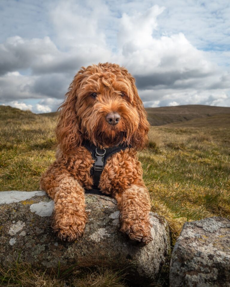 COCKAPOO PUPPIES: THE PERFECT ADDITION TO YOUR FAMILY