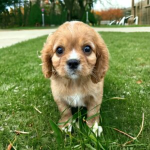 THE UNBEATABLE QUALITIES OF CAVALIER KING CHARLES SPANIELS: WHY THEY’RE THE ULTIMATE COMPANION DOGS