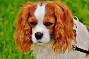 EXPLORING THE CHARMING PERSONALITY OF CAVALIER KING CHARLES SPANIELS