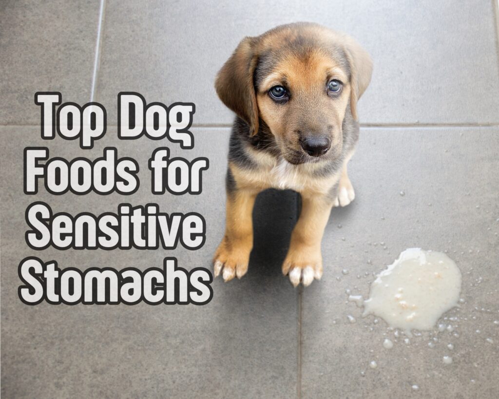 Top Dog Food for Sensitive Stomachs