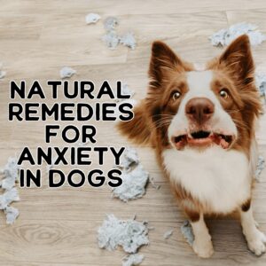 Natural Remedies for Anxiety in Dogs
