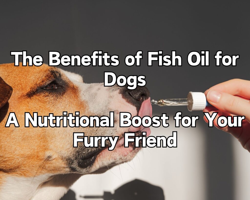 The Benefits of Fish Oil for Dogs: A Nutritional Boost for Your Furry Friend
