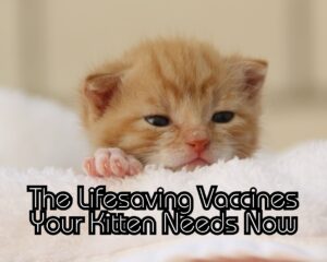 Kitten Care 101: A Guide to Essential Vaccinations for Your Furry Friend
