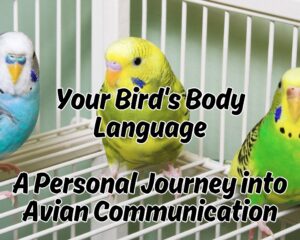 Your Bird&#8217;s Body Language: A Personal Journey into Avian Communication